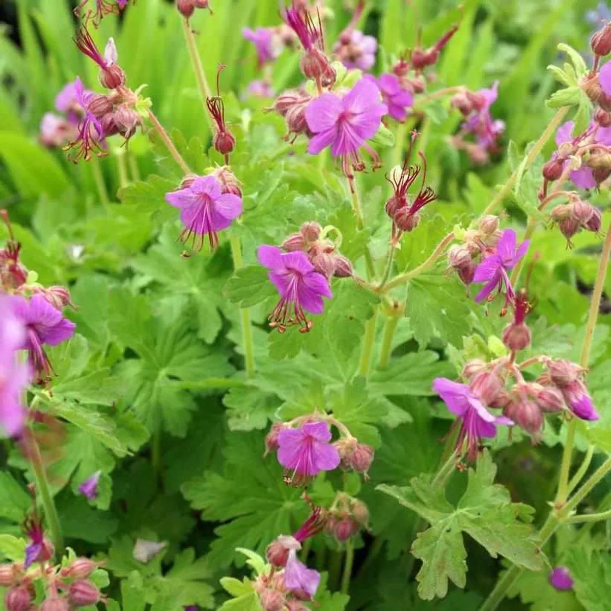 Bevan's Variety Bigroot Geranium