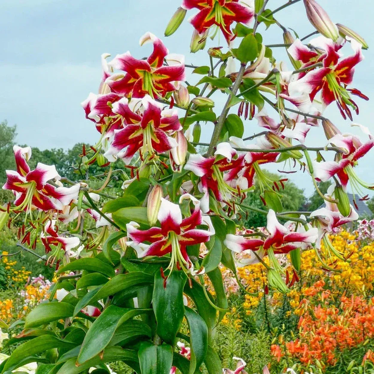 Beverly Dreams Lily Tree