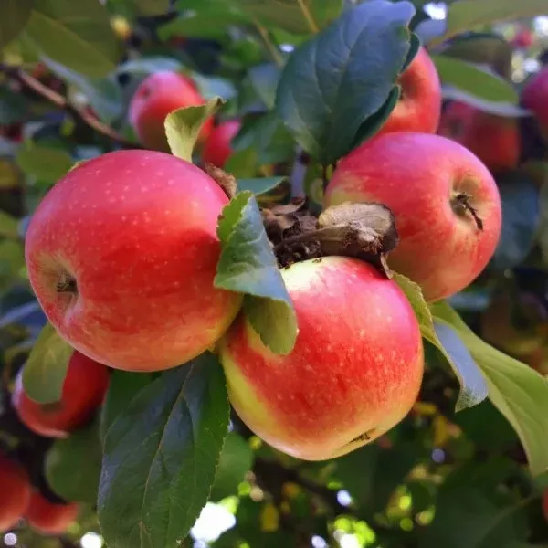 Beverly Hills Apple