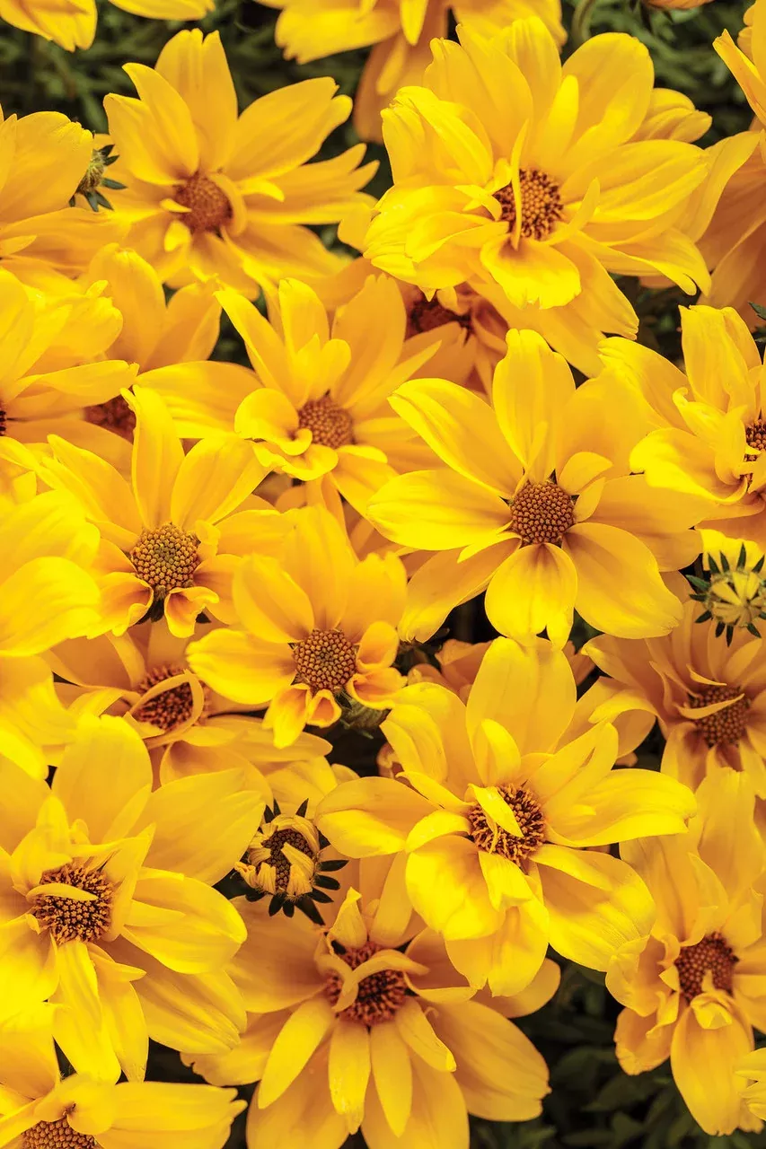 Bidens ferulifolia 'Goldilocks Rocks'