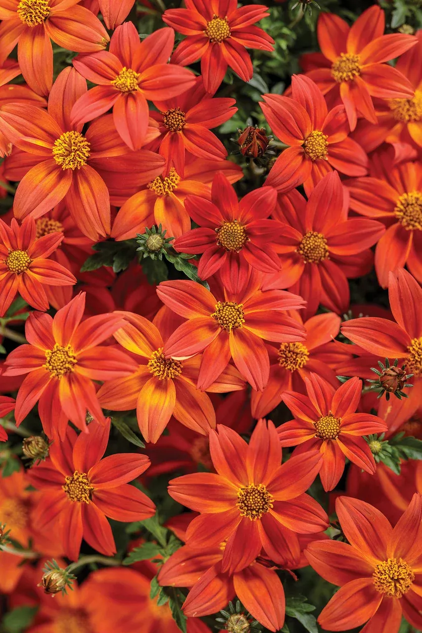 Bidens hybrid 'Campfire Flame'