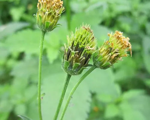 Bidens pilosa seeds