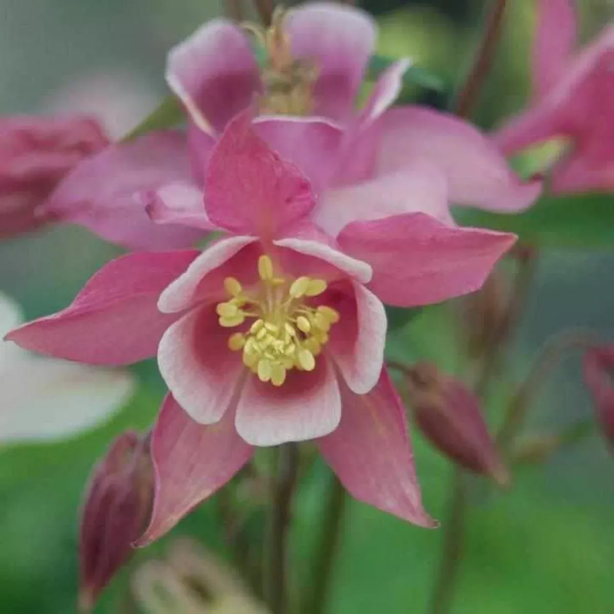 Biedermeier Columbine