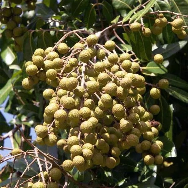 Biew Kiew Longan