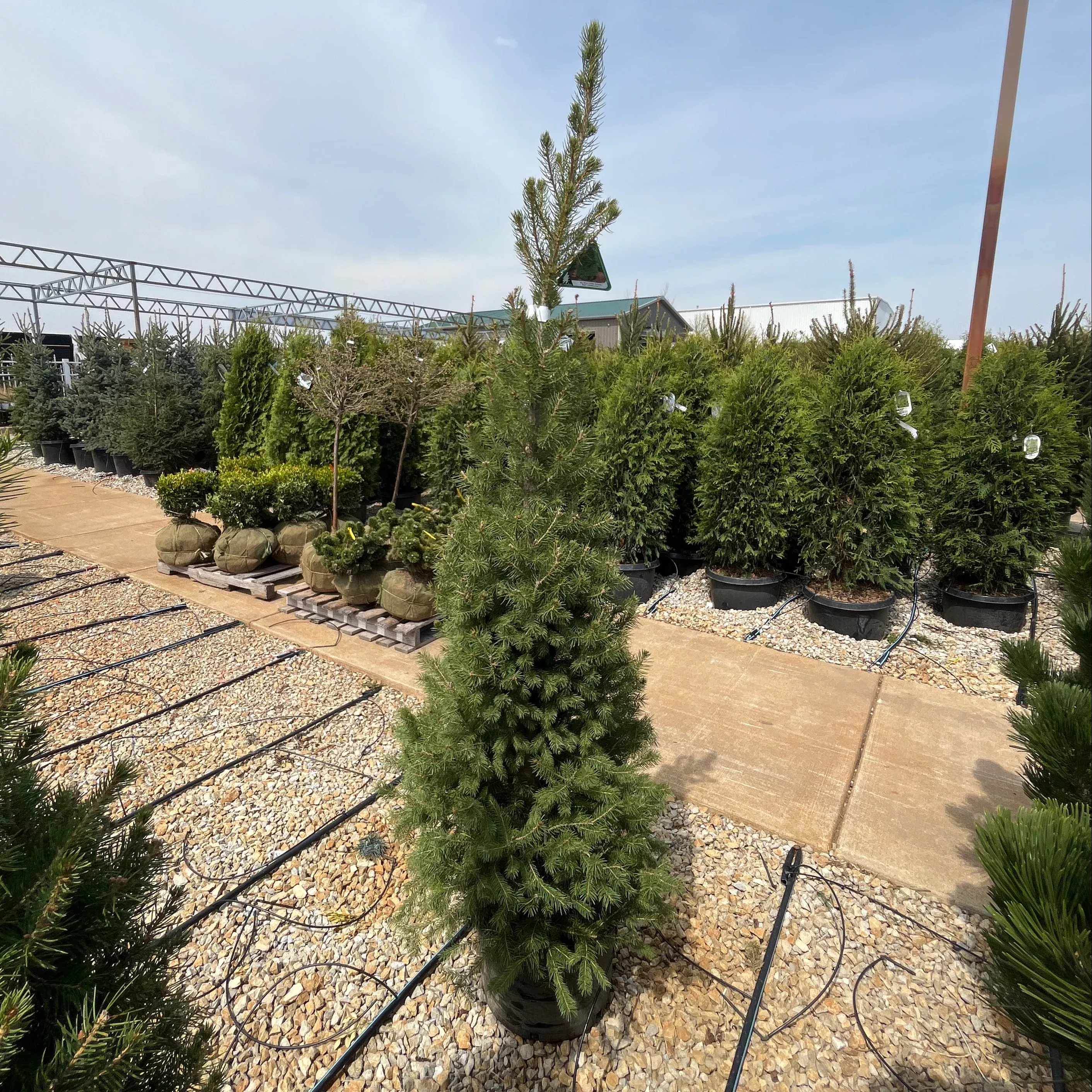 Big Berta White Spruce - Picea glauca - 6 Gallon Potted Tree