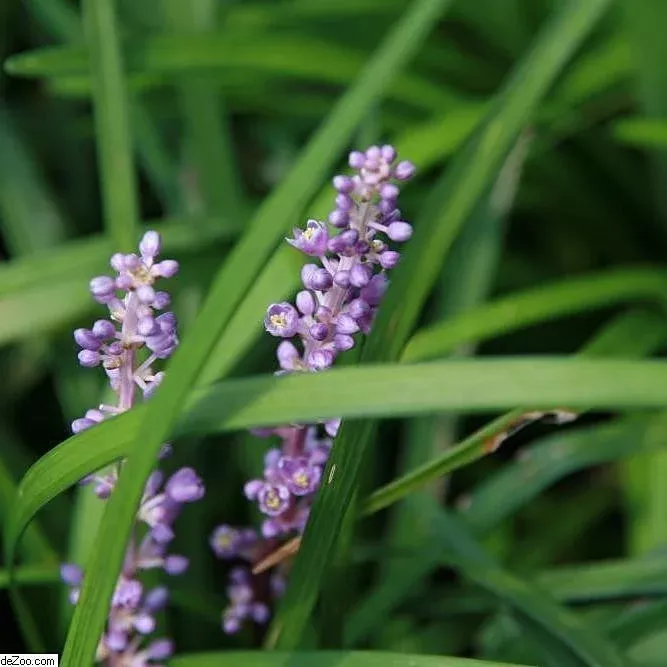 Big Blue Lily Turf