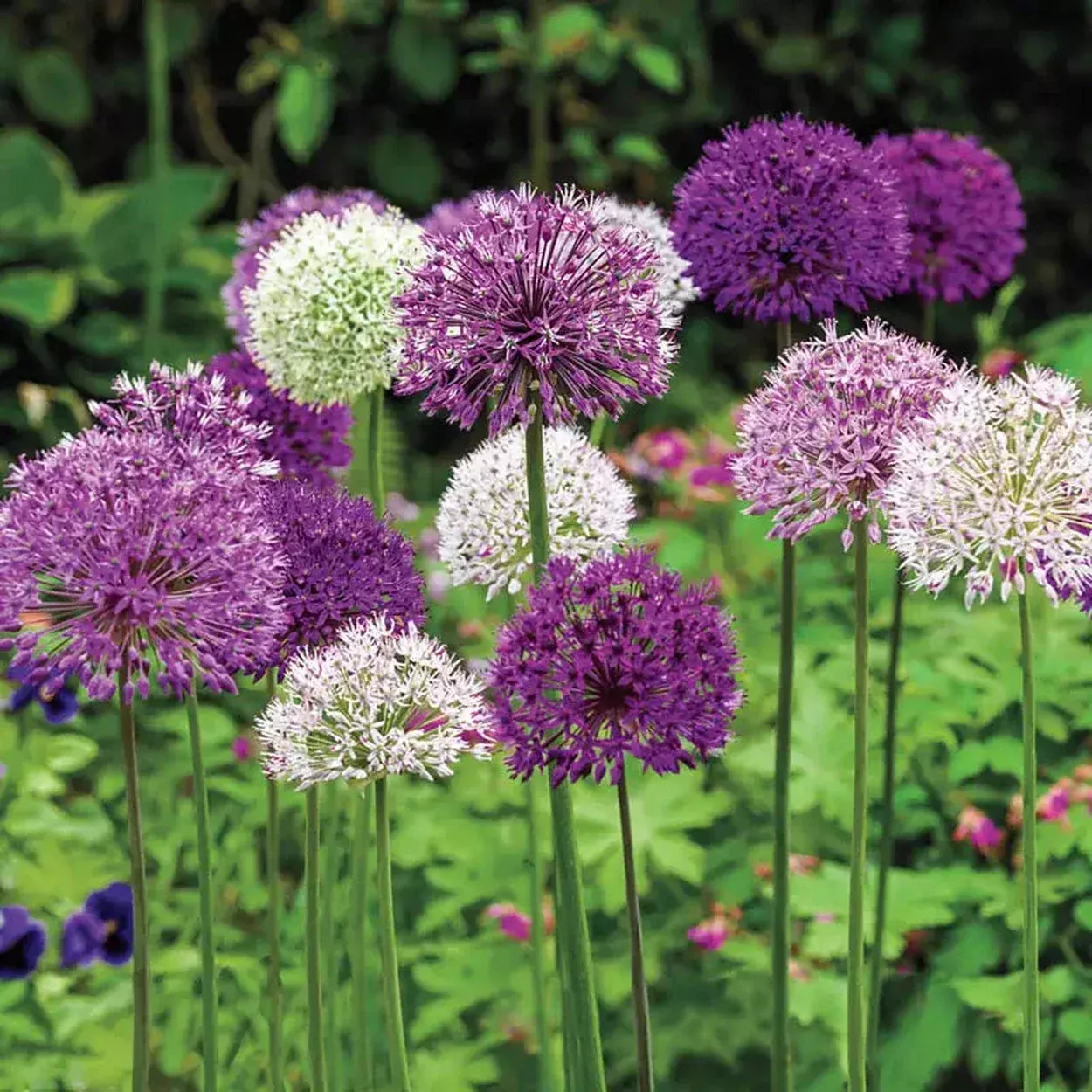 Big Impact™Allium Mixture