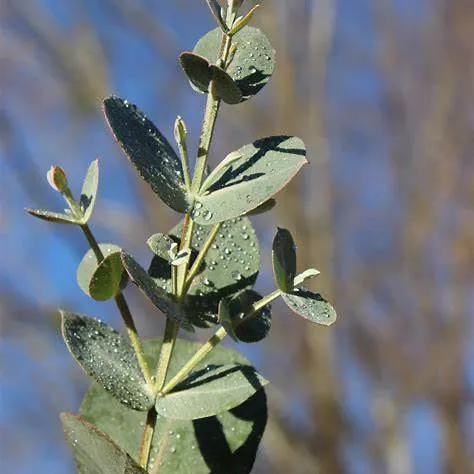 Big O Eucalyptus Tree