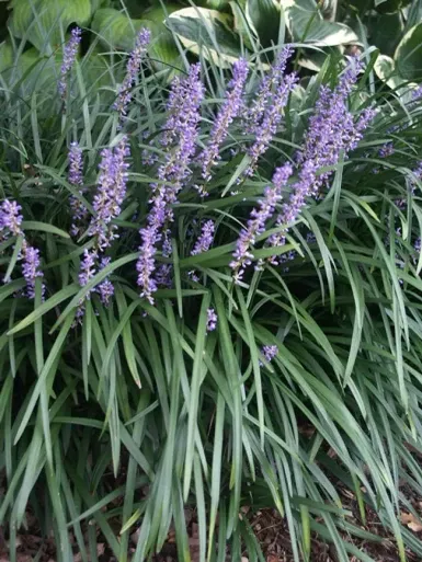 Big or Super Blue Liriope Full Flat 18ct