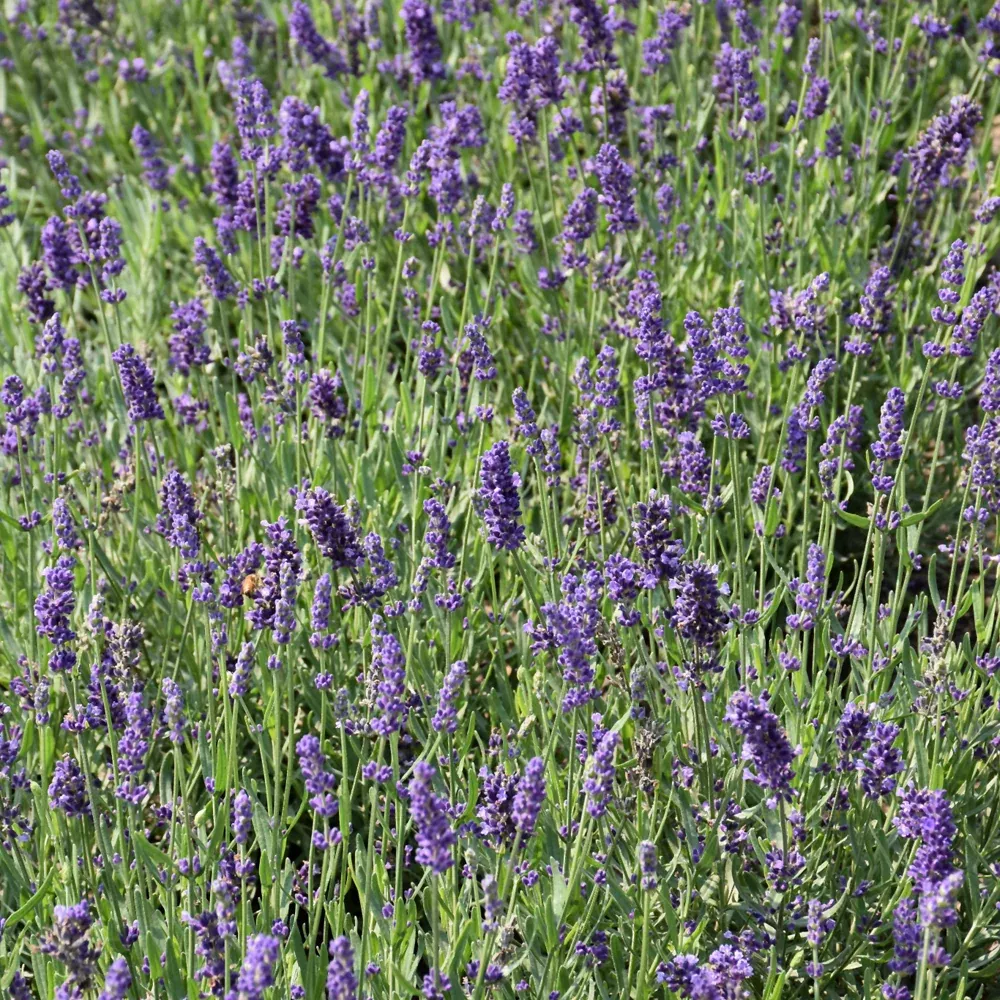Big Time Blue Lavender