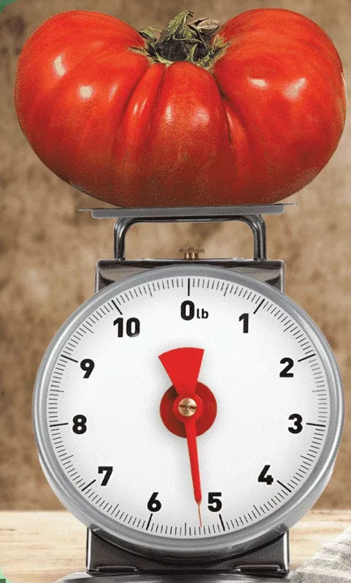 Big Zac Hybrid Tomato - 4" pot