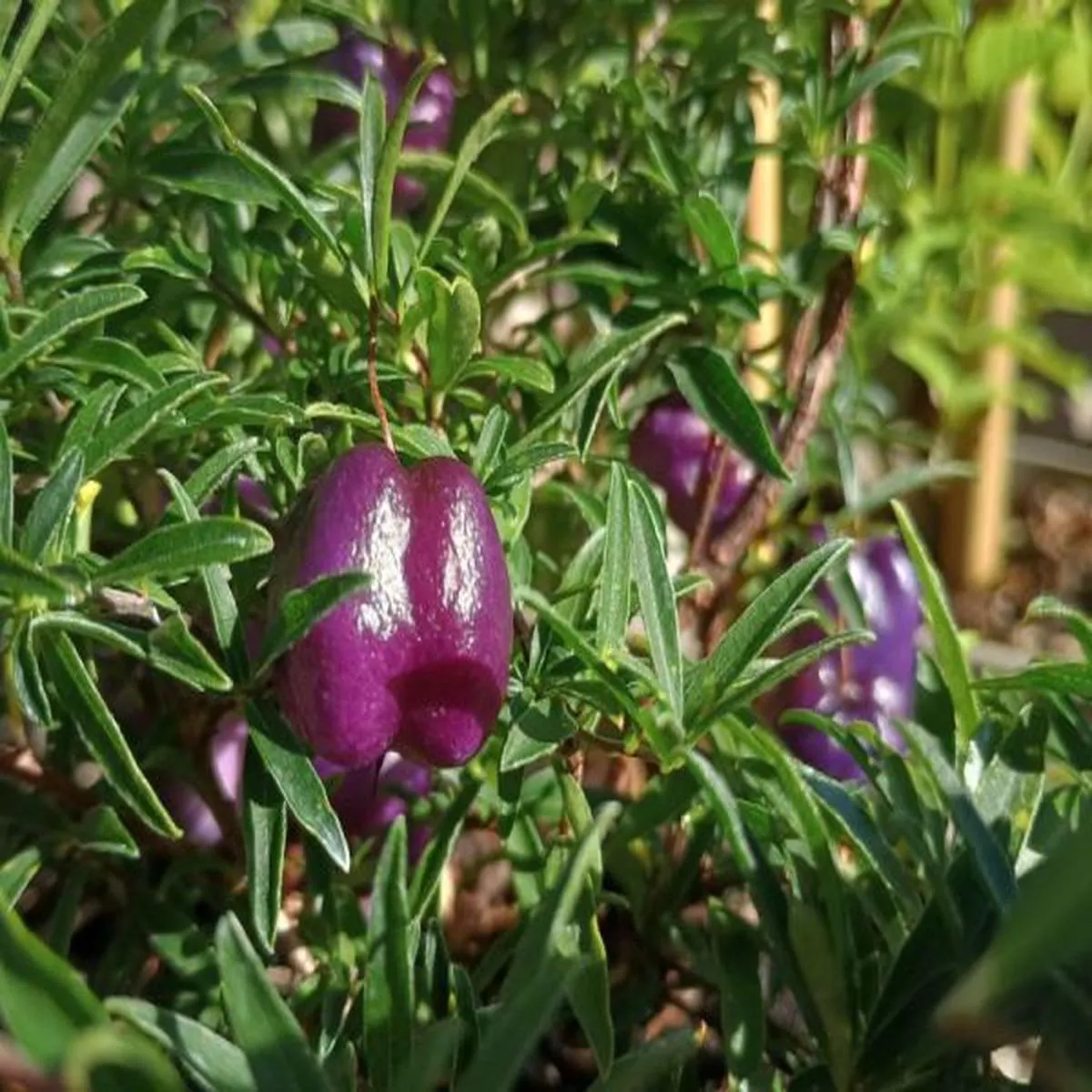 Billardiera longifloraPurple Apple Berry