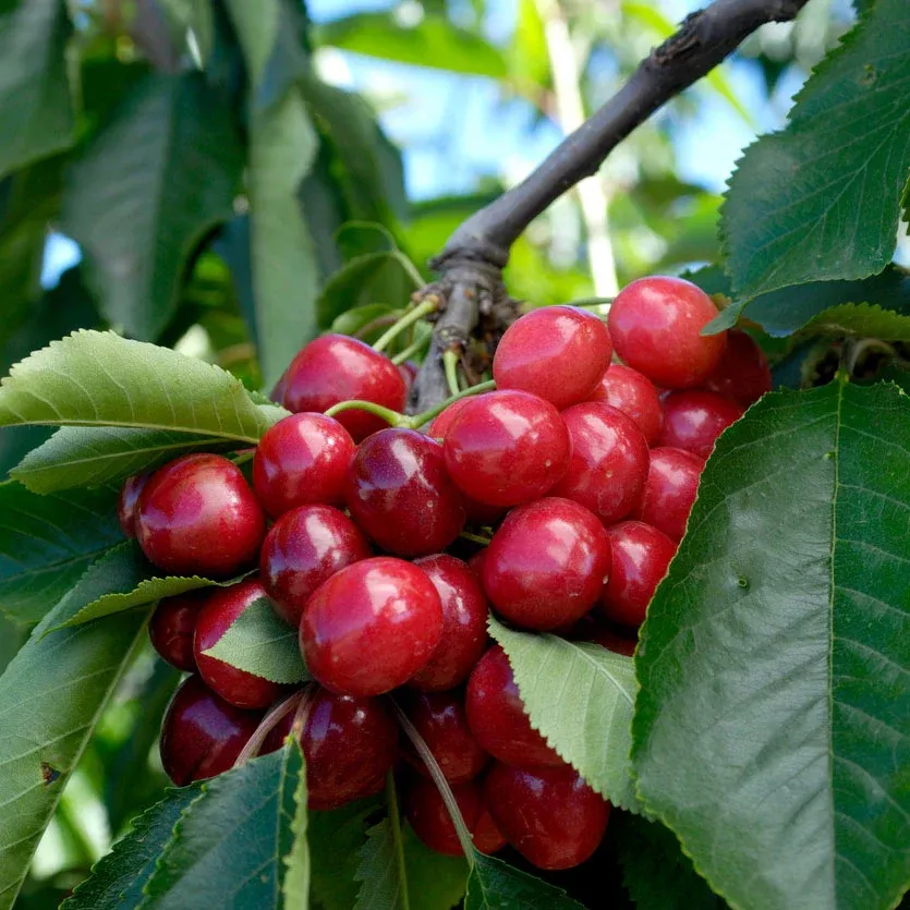 'Bing'Cherry Tree
