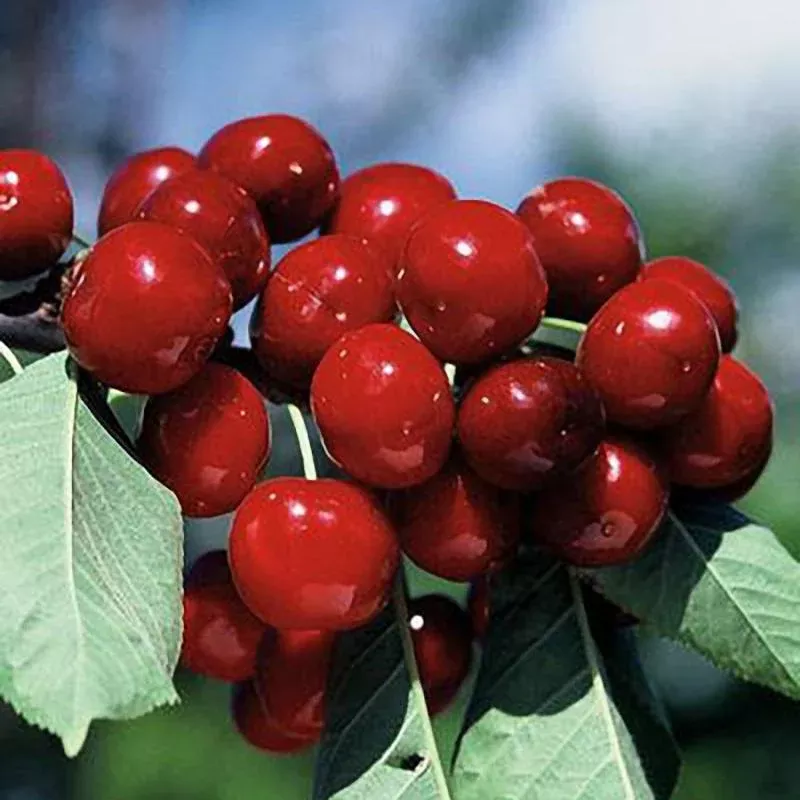 Bing Cherry