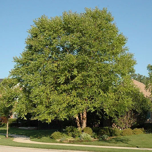 Birch Tree, Cully, MS, 25 Gallon