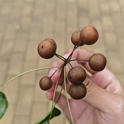 Birchleaf Pear Seeds (Pyrus betulifolia) Hardy Rootstock for Pear Cultivation