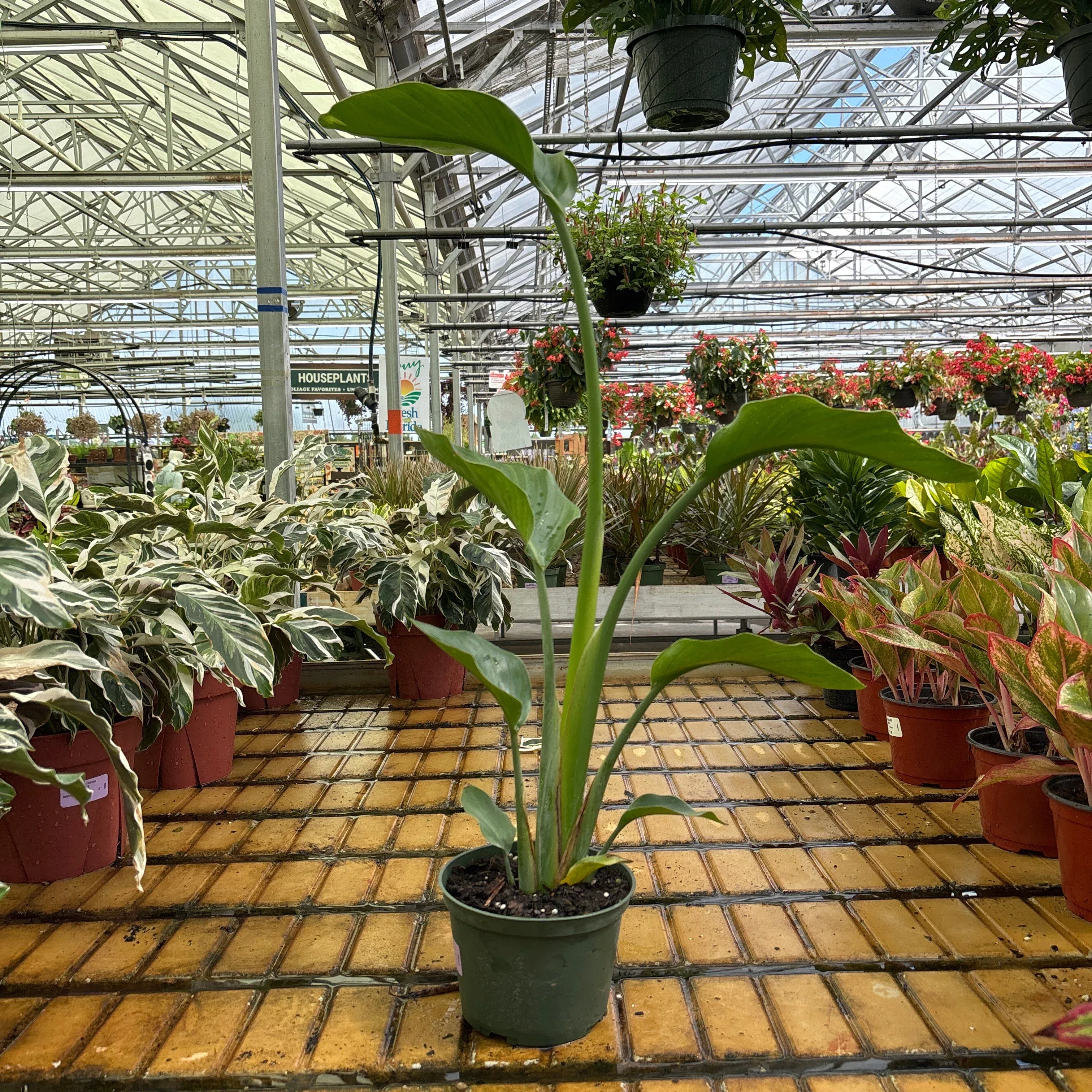 Bird Of Paradise - Strelitzia reginae - 6' Potted Houseplant