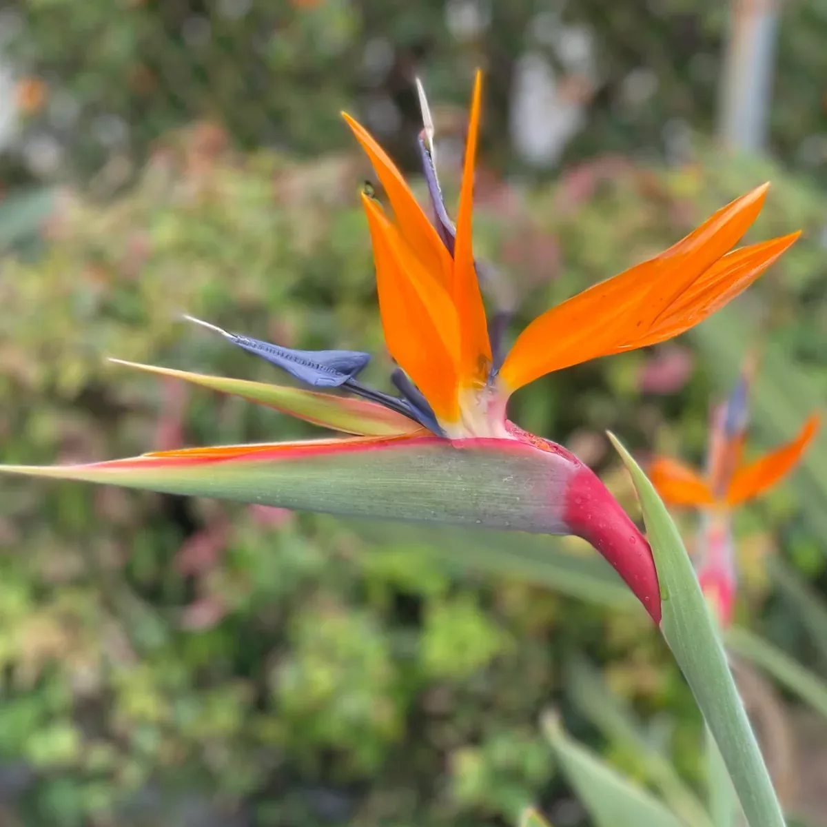 Bird of Paradise