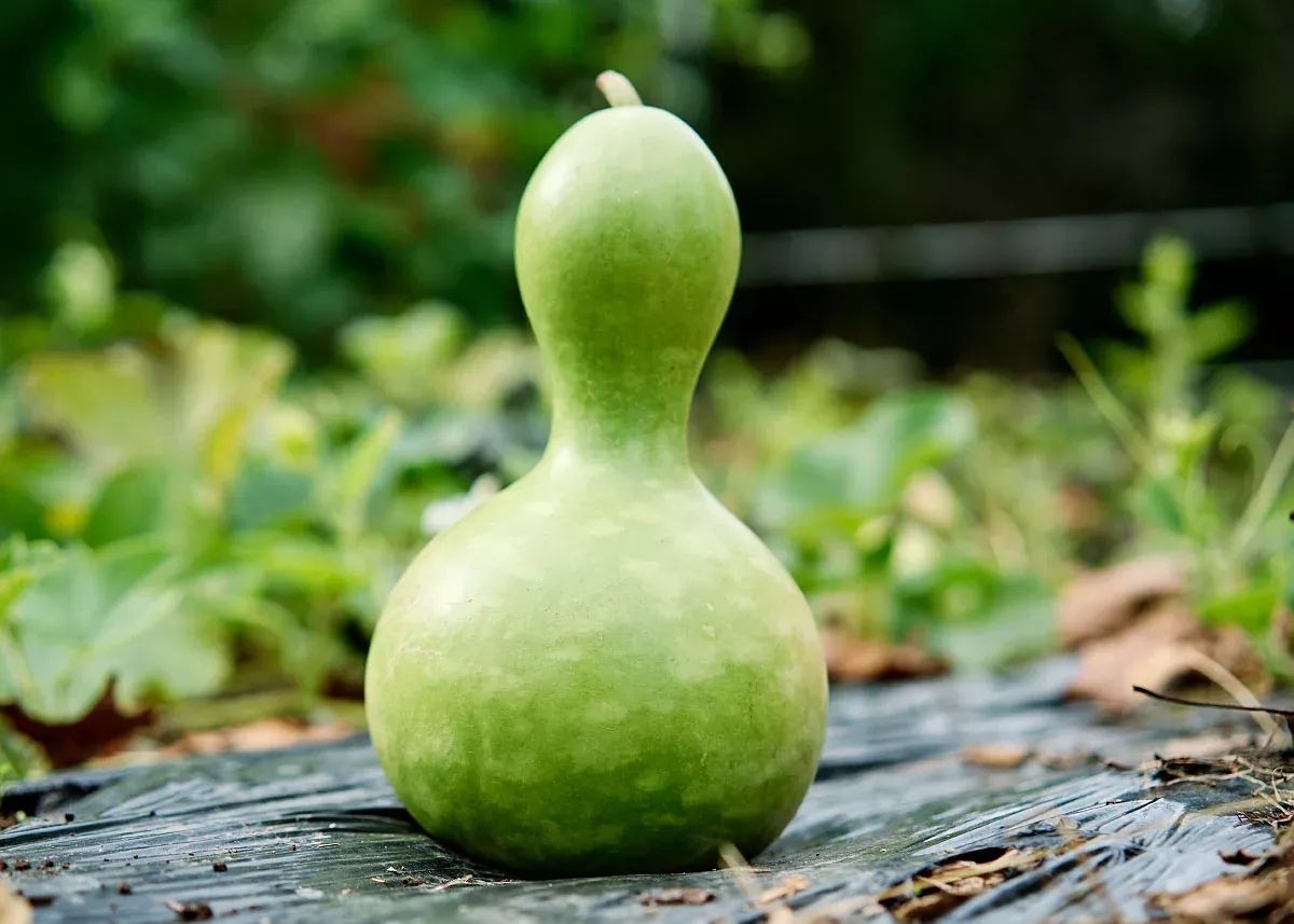 Birdhouse - Gourd Seeds