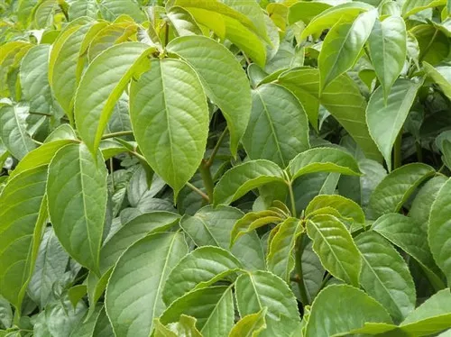 Bischofia javanica