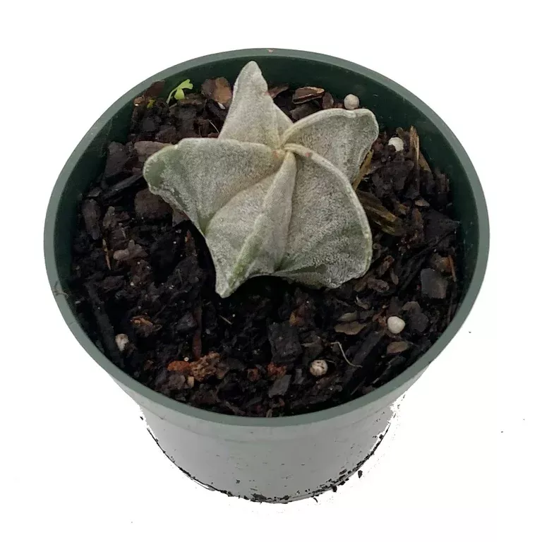 Bishop's Cap