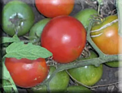 Bison Tomato