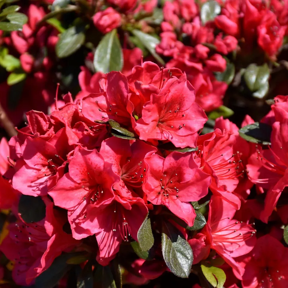 Bixby Azalea
