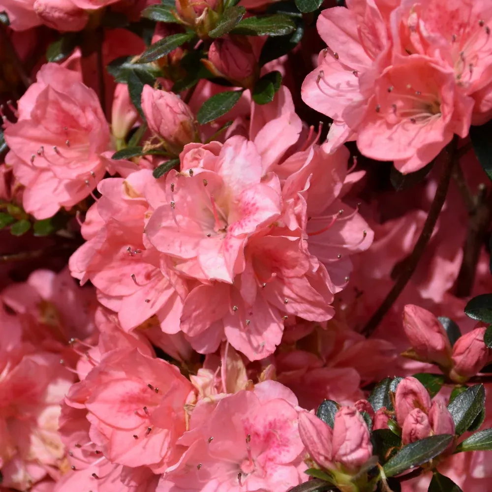 Blaauw's Pink Azalea