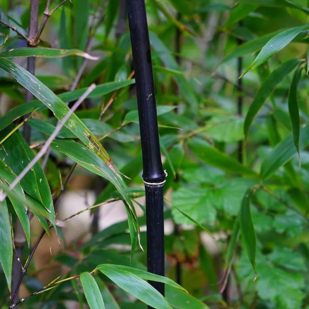Black Bamboo