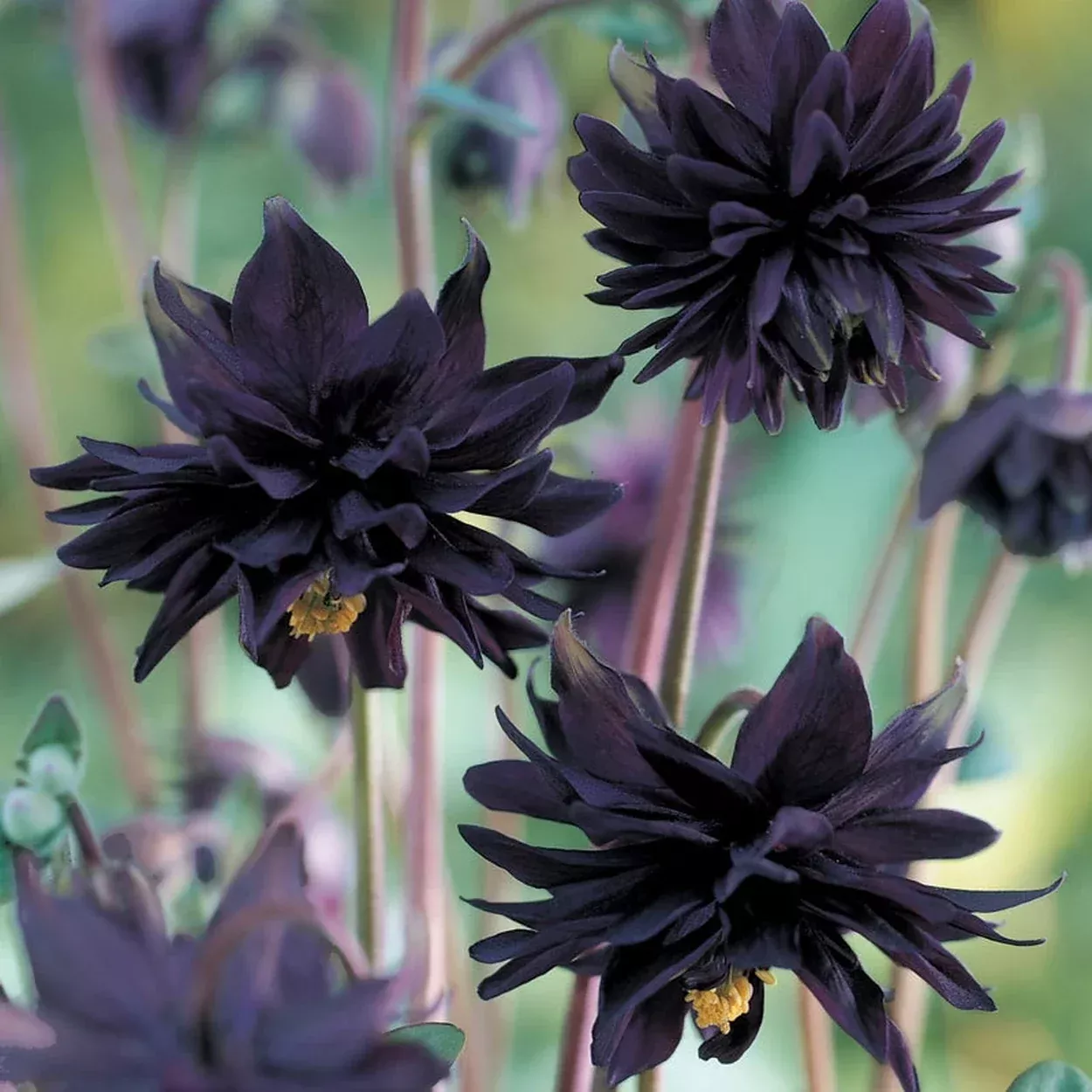 Black Barlow Columbine