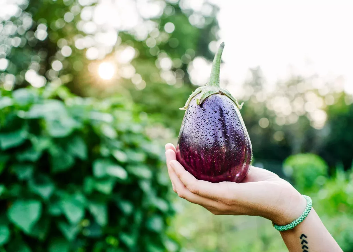 Black Beauty - Organic Eggplant Seeds