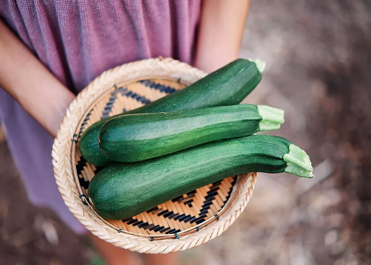 Black Beauty Zucchini - Organic Summer Squash Seeds