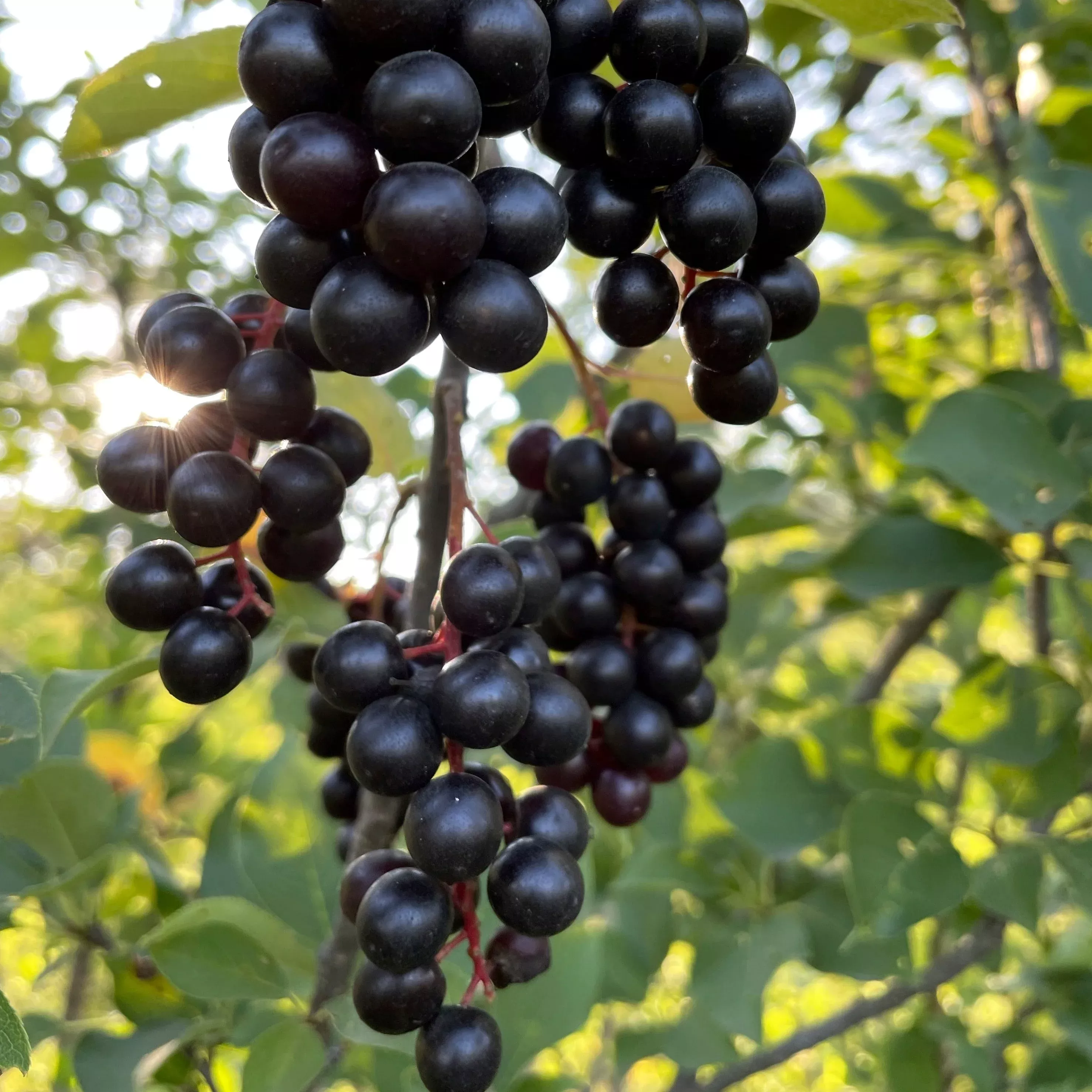 Black Chokecherry Seeds