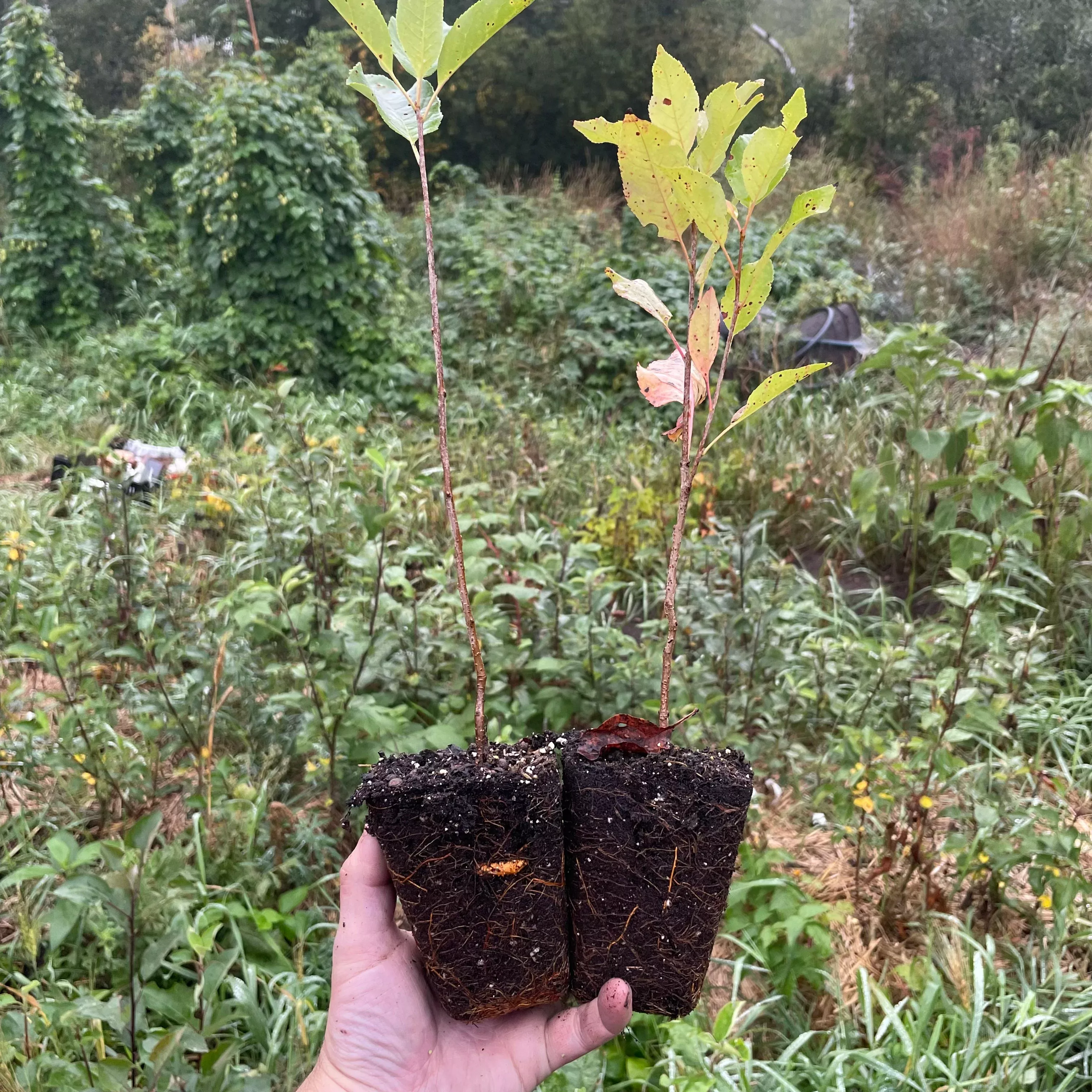 Black Chokecherry