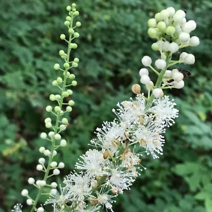 Black Cohosh Seeds