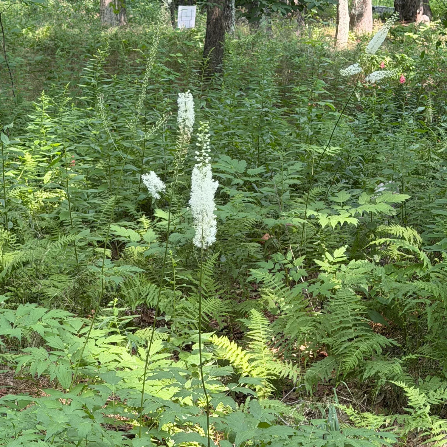 Black Cohosh