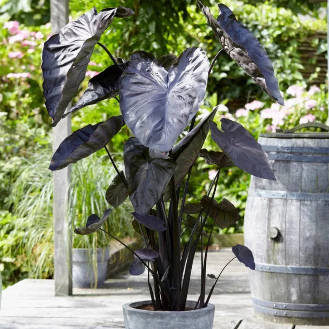 Black Coral Elephant Ear