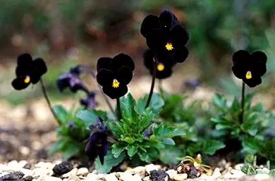 Black Delight Sorbet Viola Seeds, Violaceae VL0225