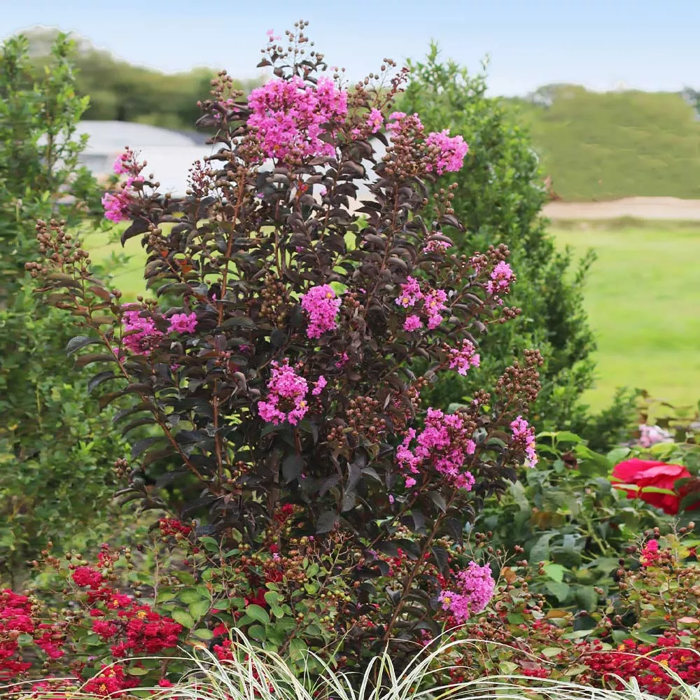 Black Diamond Purely Purple™ Crape Myrtle Tree