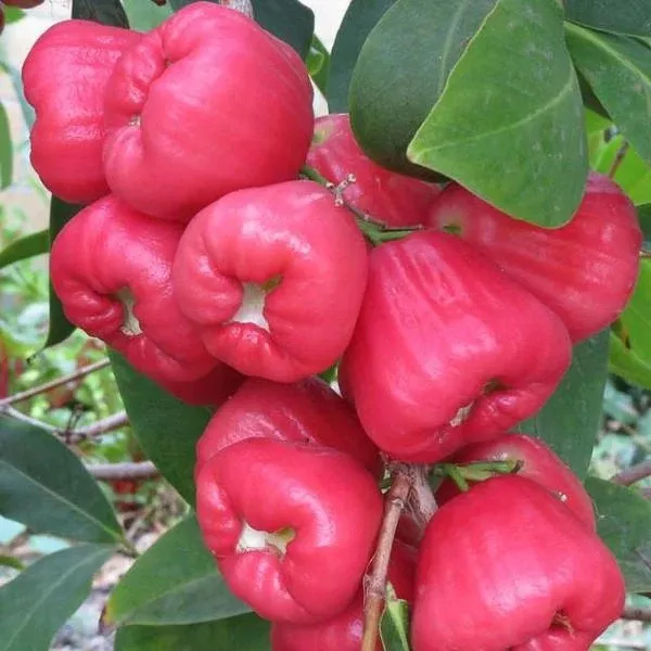 Black Diamond Wax Apple