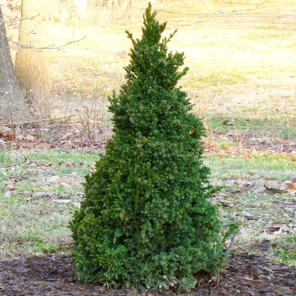 Black Dragon Cryptomeria