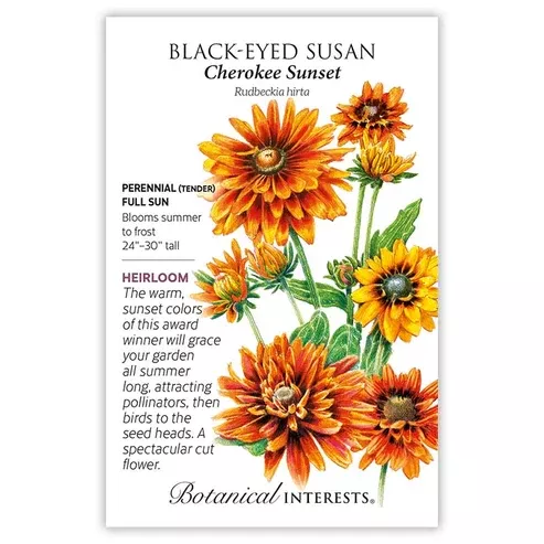 Black-Eyed Susan 'Cherokee Sunset'