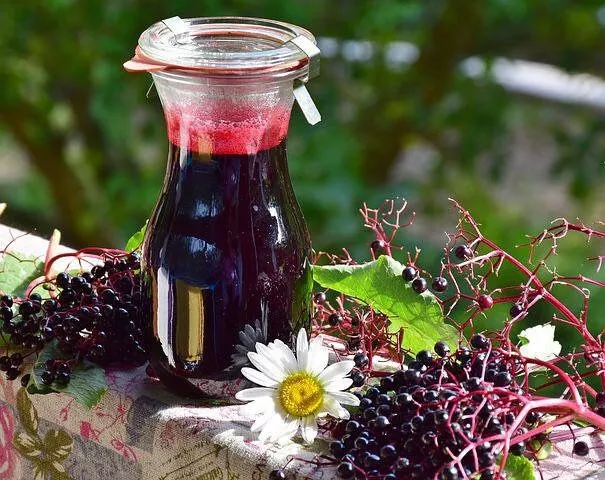 Black Frills Elderberry Seeds, Sambucus Nigra, SB3310