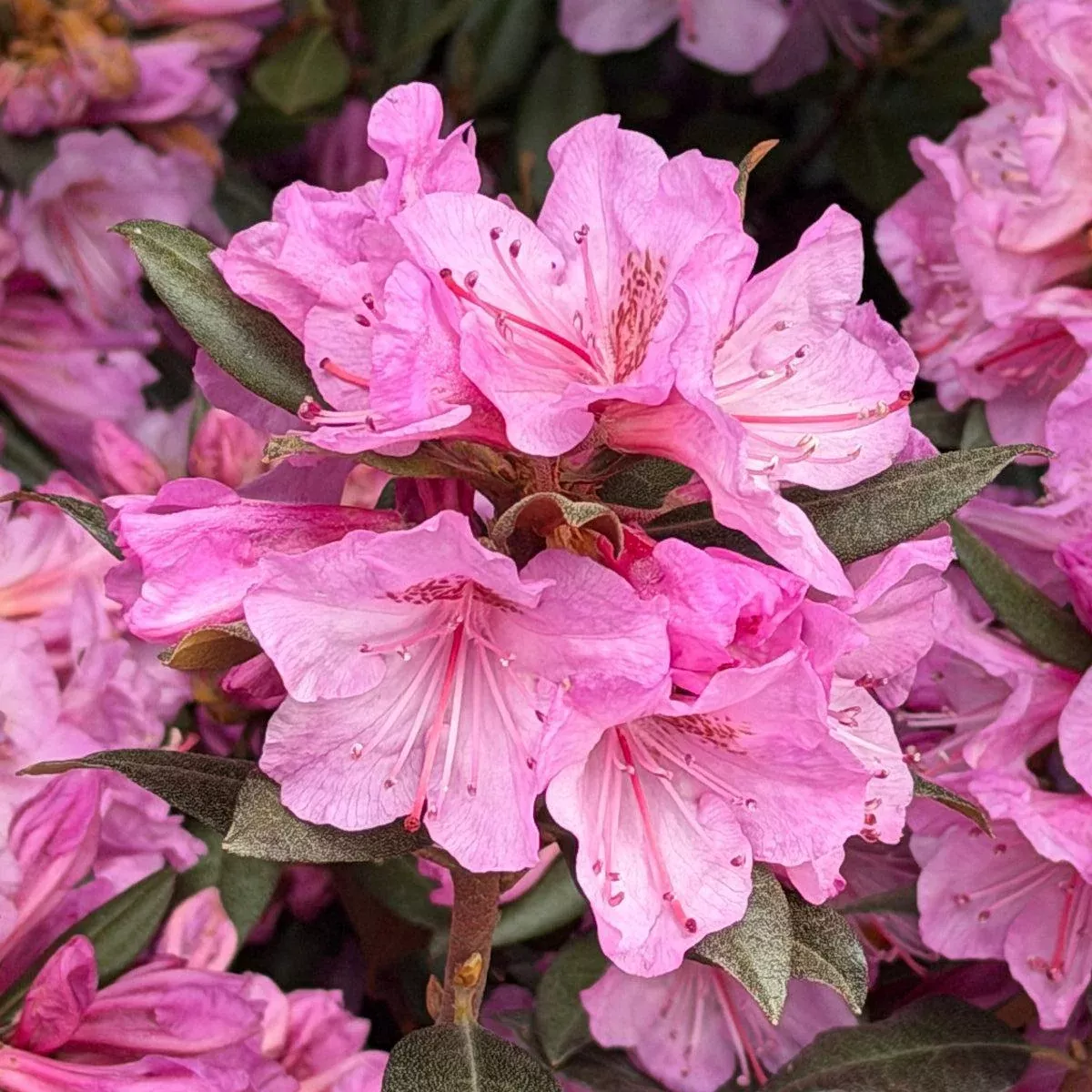 Black Hat Rhododendron