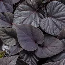 Black Heart Sweet Potato Vine