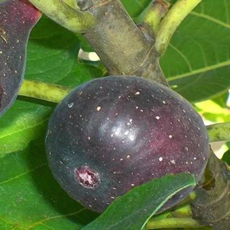 Black Jack Fig