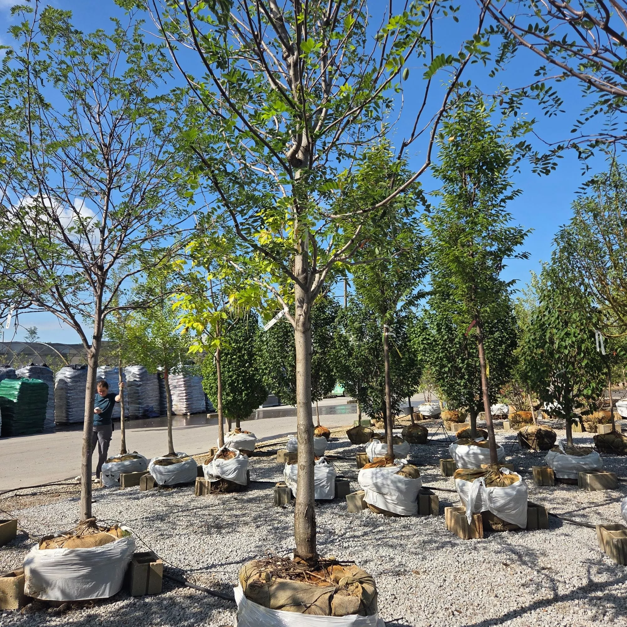 Black Locust - Robinia pseudoacacia - 3" Caliper Ball & Burlap Tree