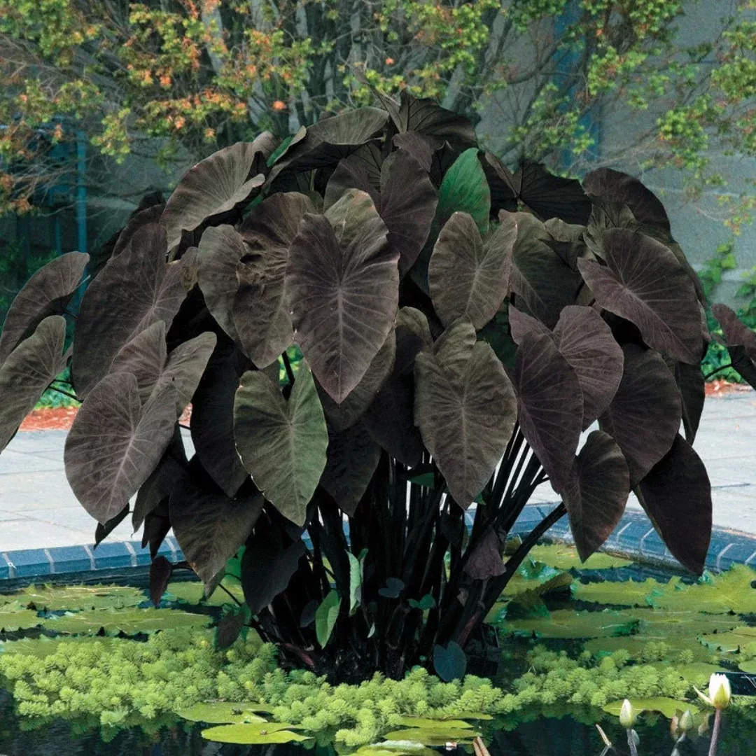 Black Magic Elephant Ear