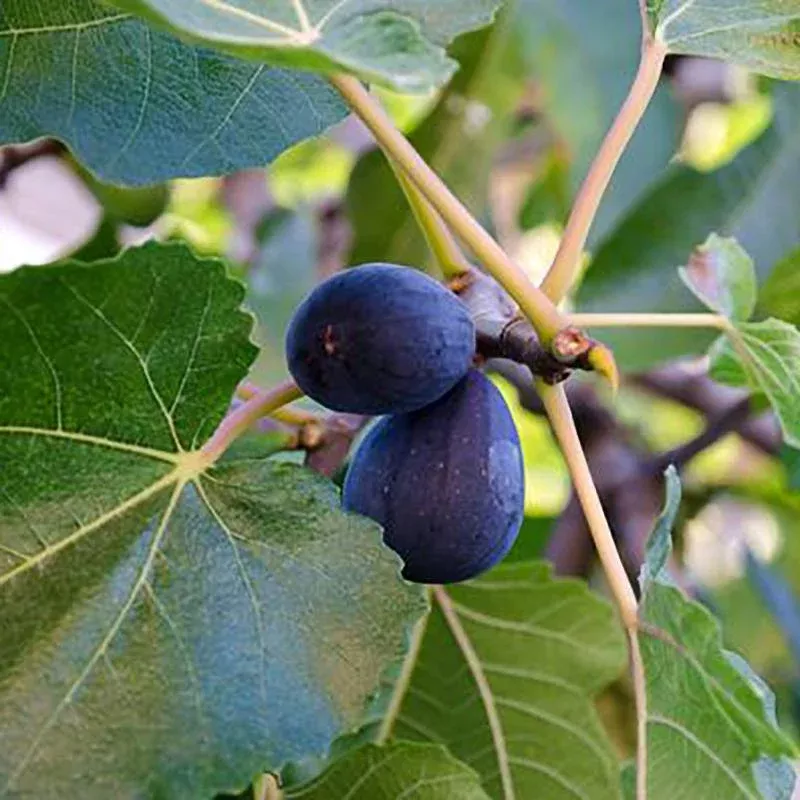 Black Mission Fig