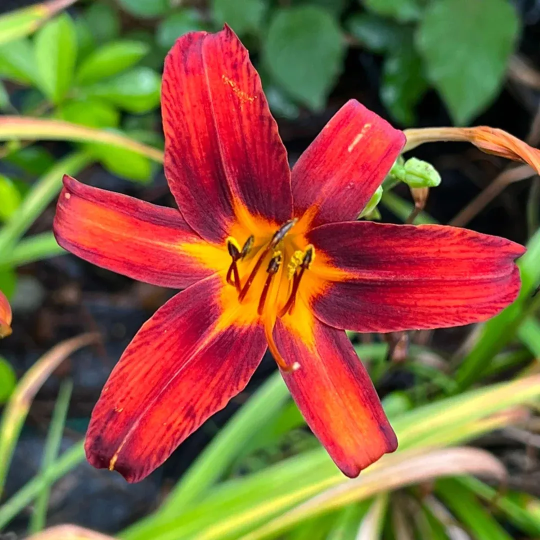 Black Prince Lilly Gorgeous Reddish-Black Blooms with Many Buds